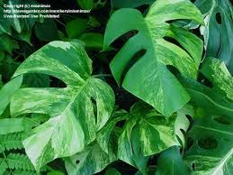 Plantfiles Picture 1 Of Yellow Variegated Split Leaf Monstera Monstera Deliciosa Cool Plants Monstera