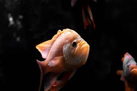 How to humanely euthanize a betta fish. Tips On How To Euthanize A Fish With Baking Soda Born For Pets