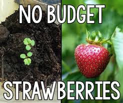 This is only the second time we've ever tried to grow strawberries, but we're already about 1000% more successful thanks to this trick we used to protect strawberries. No Budget Strawberries 7 Steps With Pictures Instructables