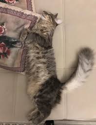 Uzun Tuylu Kayip Tekir Kedi Goren Duyan