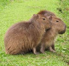 I have always wanted a pair of each but they are not that inexpensive and now i need to be saving for a house and not clothes. El Carpincho El Mini Zoo