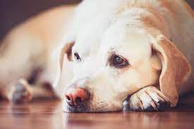 We even offer an onsite pharmacy and boarding facility. Veterinarian In St Paul Mn Animal Hospital In St Paul Mn