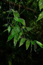 Image result for Erythrococca