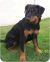 Zaba was found as a stray by a rural ohio shelter. West Los Angeles Ca Rottweiler Meet Lucy And Lily A Pet For Adoption