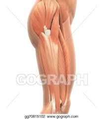 Originates from the lateral condyle of the tibia and the medial surface of the fibula. Drawings Upper Legs Muscles Anatomy Stock Illustration Gg70815102 Gograph