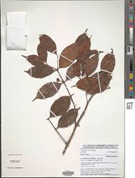 Image result for Ochthocharis dicellandroides