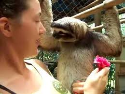 Sloths have an exceptionally low metabolic rate and spend 15 to 20 hours per day sleeping. Sloth Wants A Hug Youtube
