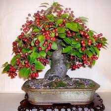 Fruit trees often provide fragrance, beautiful blooms, edibles, interesting foliage, and form to the landscape. 20pcs Bonsai Apple Seeds Vegetable Fruit Tree Plants Seeds Home Garden Outdoor Buy At A Low Prices On Joom E Commerce Platform