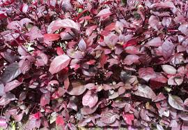 Image result for Iresine