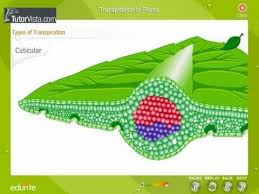 Transpiration In Plants