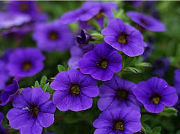 Image result for foto petúnie