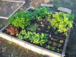 Square Foot Garden 12 5 07 Small Space Gardening Square Foot Gardening Outdoor Gardens