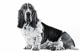 Image result for basset hound