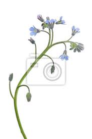 We did not find results for: Isolated Forget Me Not Flower Stem With Small Flowers Fototapete Fototapeten Blutenblatter Bluhen Stammzellen Myloview De