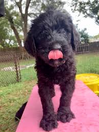 Click here to see our newest litter of puppies for sale! Giant Schnoodles For Sale Melbourne Florida Brevard Doodles