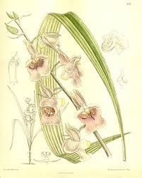 Image result for Eulophia hirschbergii
