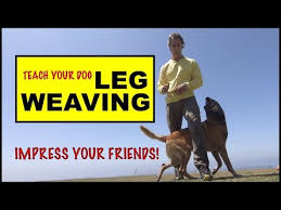 Leg Weave Teach Your Dog This Trick Dog Tricks Robert Cabral Dog Training Youtube Dog Training Dog Hacks Dog Training Books