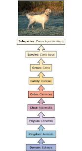 The Taxonomic Classification System Biology For Majors I