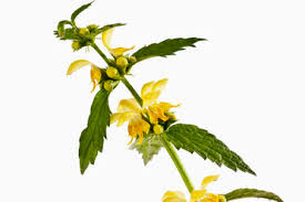 Image result for Lamium galeobdolon