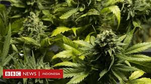 Tanaman ini banyak tumbuh di penggunaan ganja dalam jumlah yang berlebihan dapat mengakibatkan efek kecanduan, menimbulkan kecemasan, dapat menimbulkan kerusakan. Sejarah Dan Budaya Ganja Di Nusantara Ritual Pengobatan Dan Bumbu Rempah Makanan Bbc News Indonesia