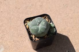 Image result for Loxodera caespitosa