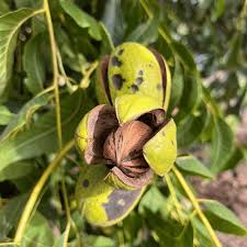 Image result for Carya illinoinensis