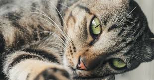 ‪12 Interesting Facts About Domestic Shorthair Cats | Pumpkin Pet Insurance‬‏