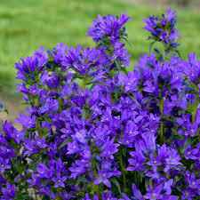 Image result for campanula glomerata