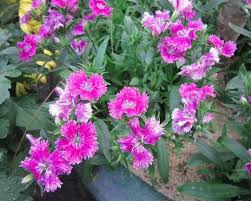 Image result for Lophiocarpaceae