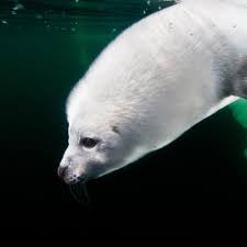 Harp Seal National Geographic
