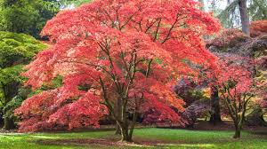 Covid vaccines will not reach poorest countries until 2023. Top 10 Shade Trees