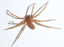 10 common spiders in georgia spider identification and