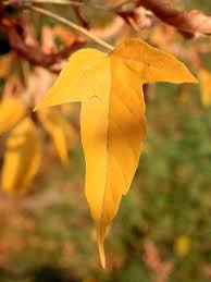 Check spelling or type a new query. Manitoba Maple For Sale Treetime Ca