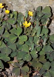 Image result for Oxalis anthelmintica