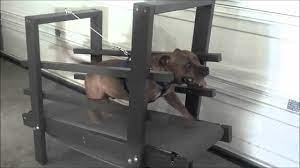 Eco Carpet Mill With Romeo The Staffordshire Bull Terrier Dog Treadmill Pitbull Terrier Staffordshire Bull Terrier