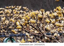 Image result for Thymelaeaceae