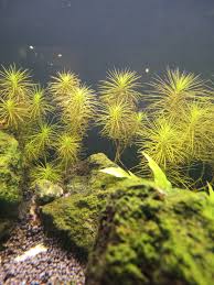 Image result for Pogostemon rogersii