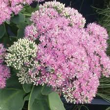 Check spelling or type a new query. 10 Easy Perennials Anyone Can Grow