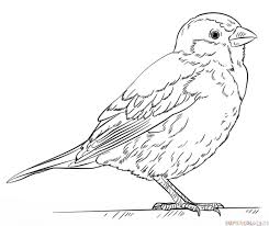 Bird Drawing For Kids Black And White How To Draw A House Sparrow Step By Step Drawing Tutorials For Kids And Beginners Bird Drawings Sparrow Drawing Bird Coloring Pages