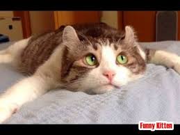 Cute Cat Looking Its Boss Cat Boss Cute Cat Komik