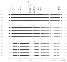 Image result for White 1999 AAV