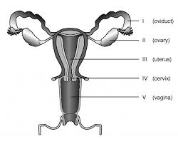 Blank ear diagram human eye diagram unlabeled general and special senses worksheet male and female reproductive system functions skeletal system coloring pages. Diagram Male Reproductive System Diagram Unlabeled Full Version Hd Quality Diagram Unlabeled 12voltwiring Lafabbricadegliingegneri It