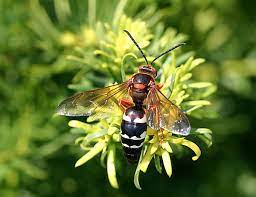 The large cicada killer is a wasp that very rarely attacks humans, however, dispatching cicadas may be its favorite pastime. Cicada Killer Wasp Ohioline