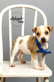 Adopt a pet from the aspca. These Cincinnati Based Puppies Are Up For Adoption And In Need Of A