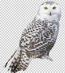 Snowy Owl Bird Arctic Fox Png Arctic Fox Barn Owl Barred Owl Beak Bird Snowy Owl Owl Bird Owl Png