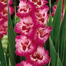 Hybrid Gladiolus Vandohla Gladiolus Gladiolus Flower Flower Spike