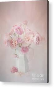 Image result for Ranunculus raeae