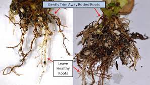 Pin On Root Rot African Violet Plants