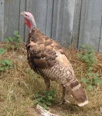 Black And White Turkey Breed Auburn Porter S Rare Heritage Turkeys Turkey Breeds Chickens Backyard Turkey