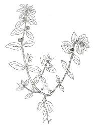 Image result for Euphorbia hirta